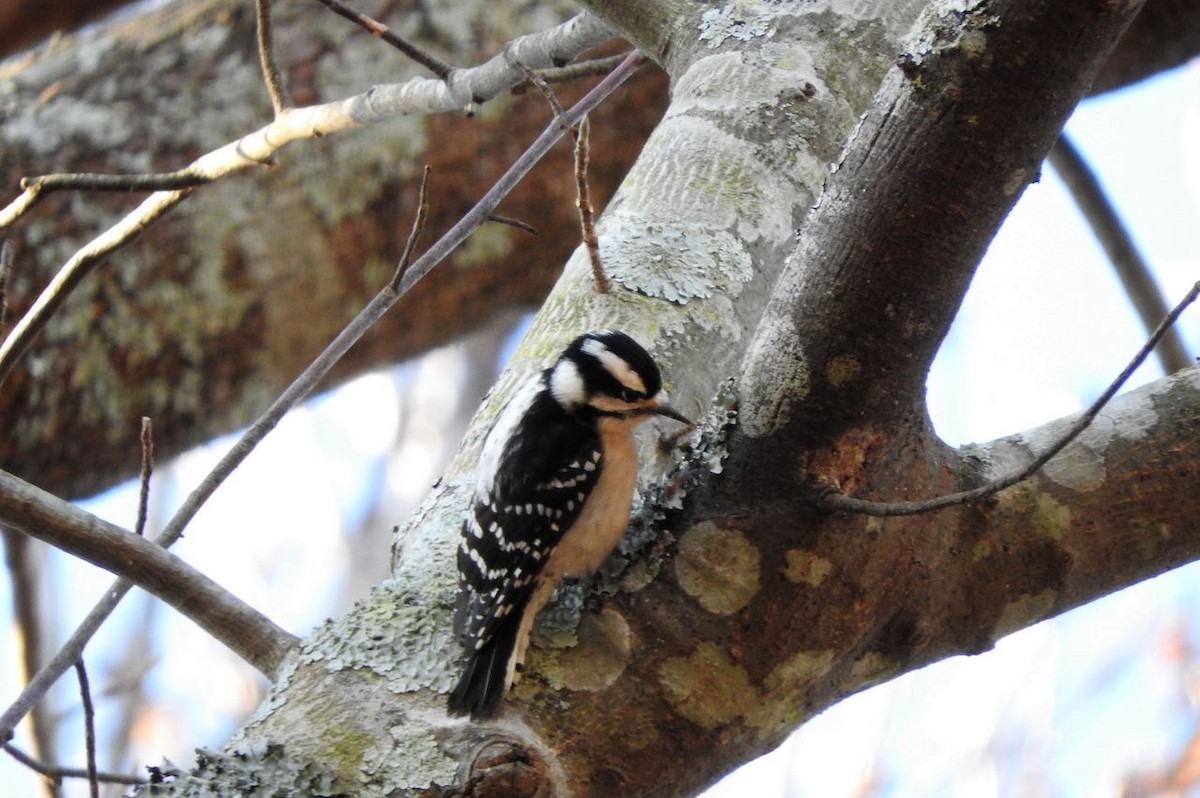 Downy Woodpecker - ML78307331