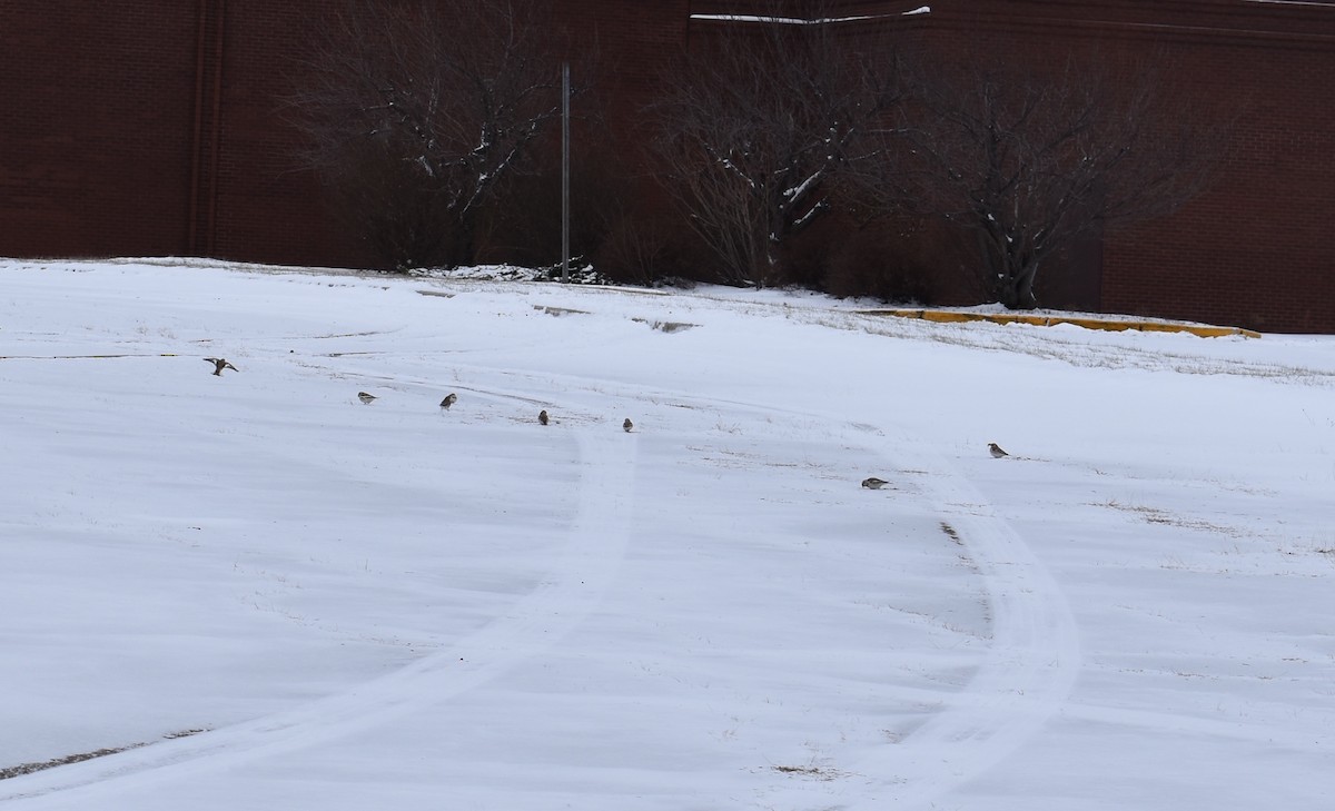 Snow Bunting - ML78307401