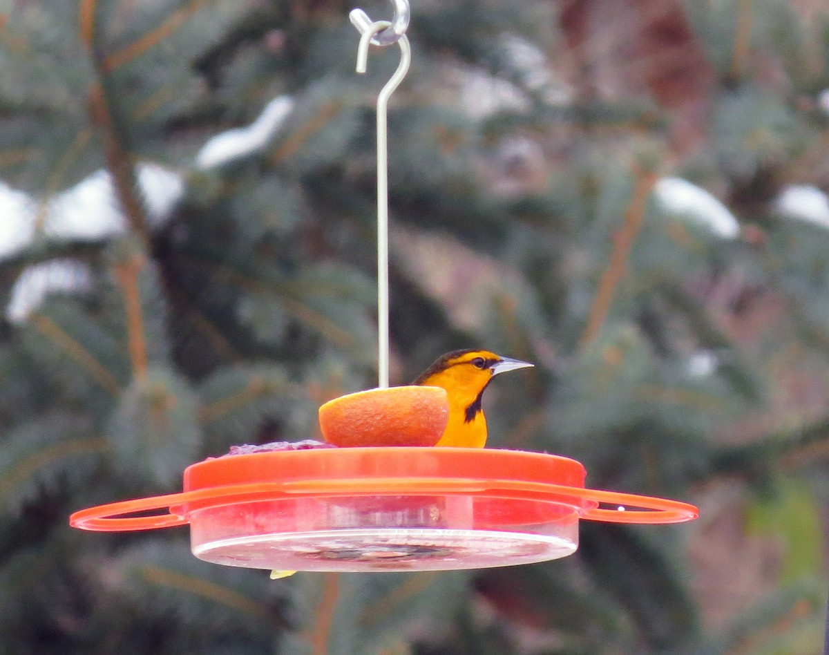 Bullock's Oriole - ML78307451