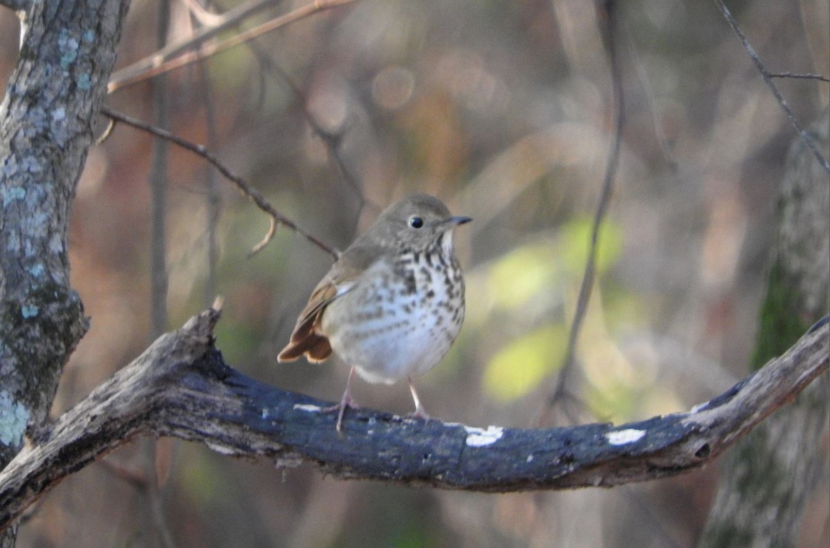 Hermit Thrush - ML78307491