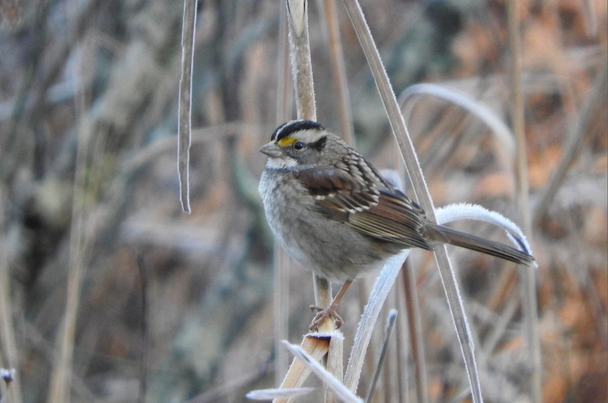 White-throated Sparrow - ML78307661