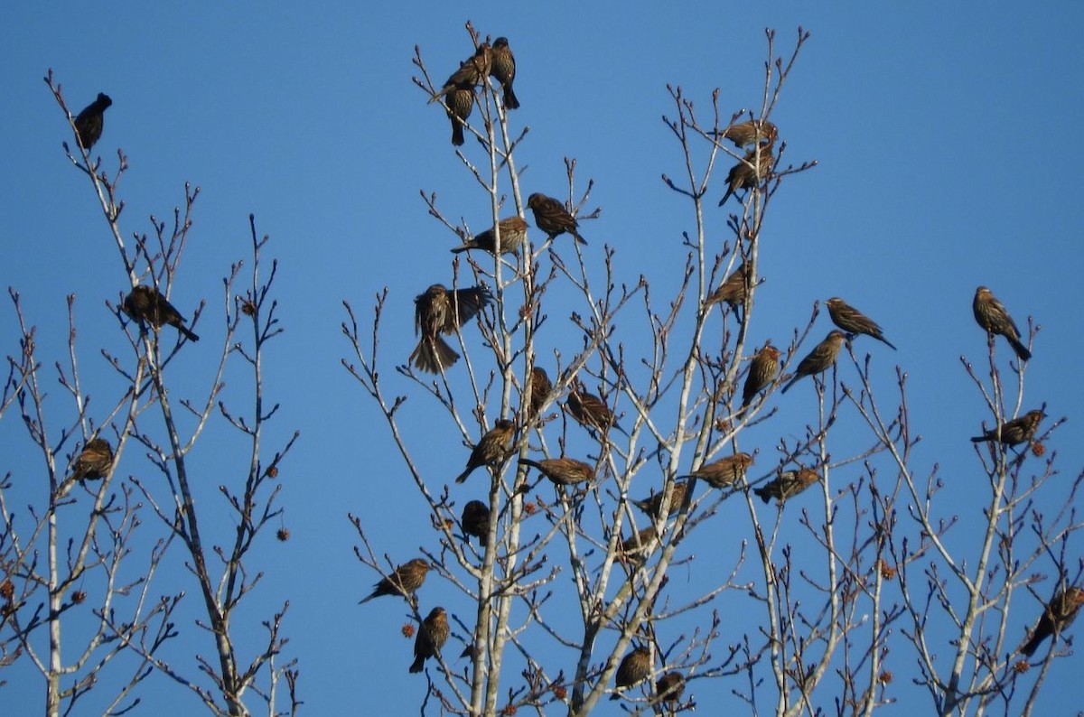 Red-winged Blackbird - ML78307811