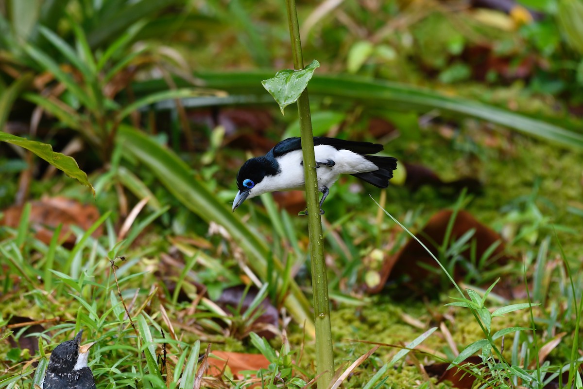 Chabert Vanga - David Krueper