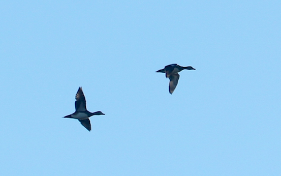 American Wigeon - ML78309821