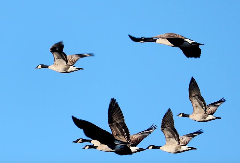 Cackling Goose (Richardson's) - ML78309901