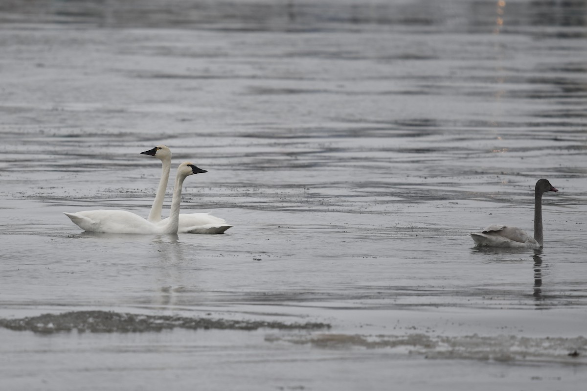 Tundra Swan - Andrew Garland