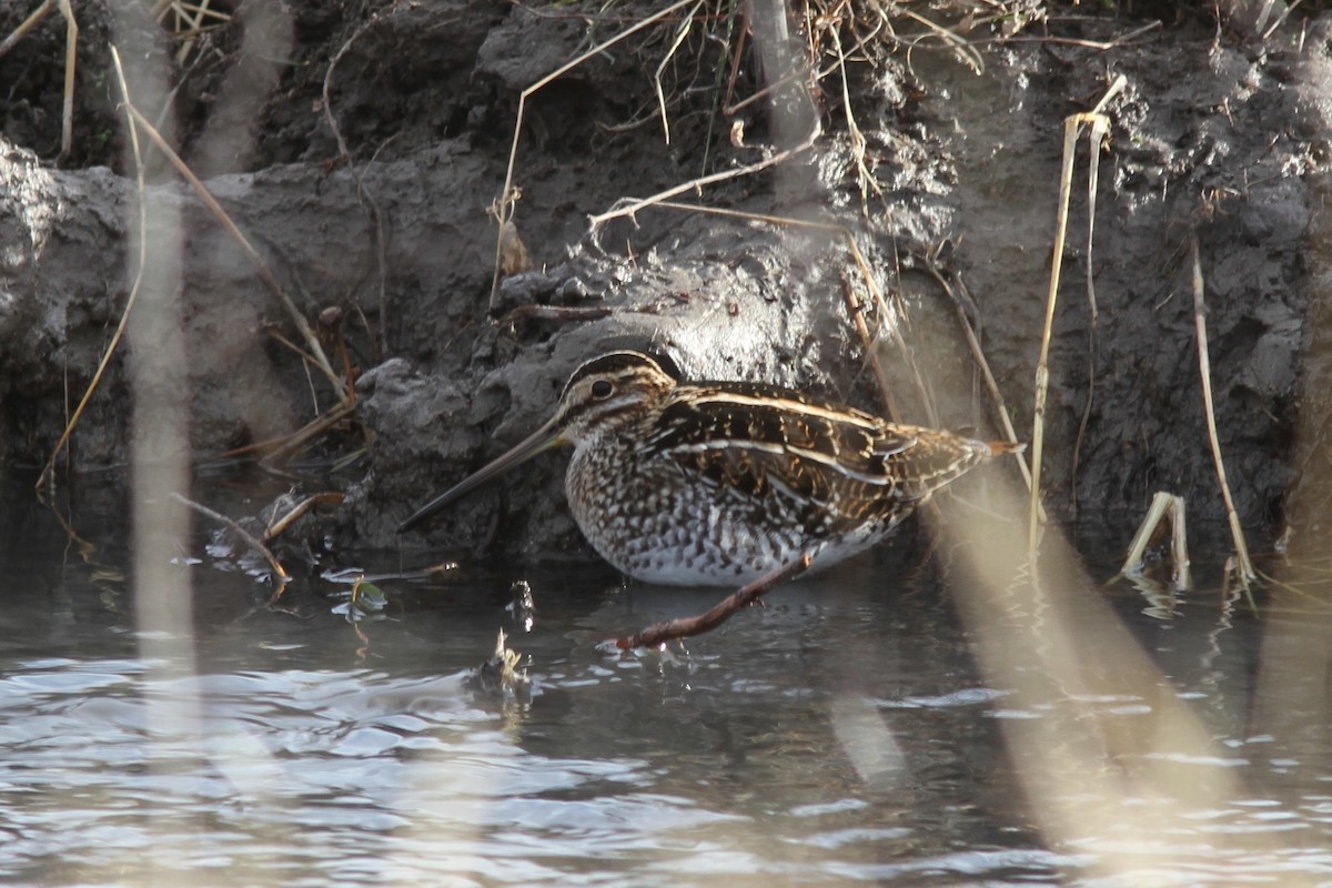 Wilson's Snipe - ML78310861