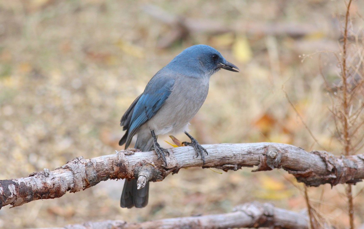 Mexican Jay - ML78315311