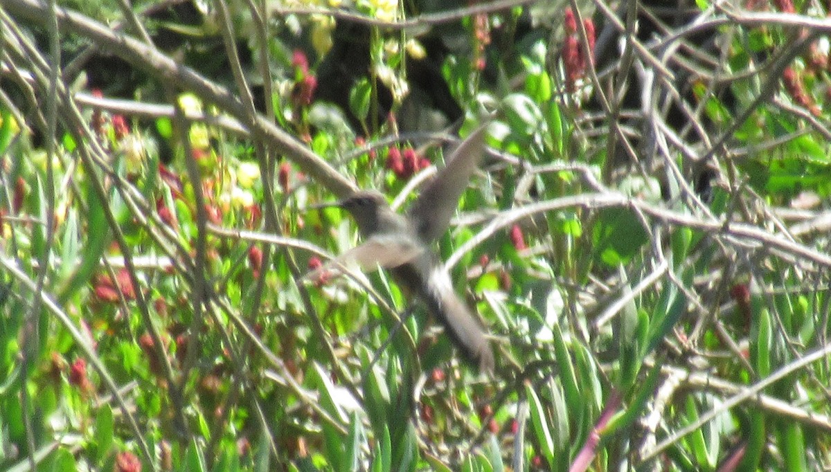 Giant Hummingbird - ML78315471