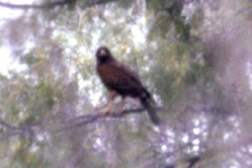 Harris's Hawk - ML78322521