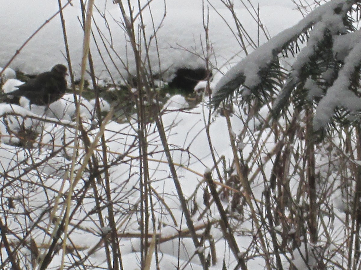 Rusty Blackbird - ML78322921