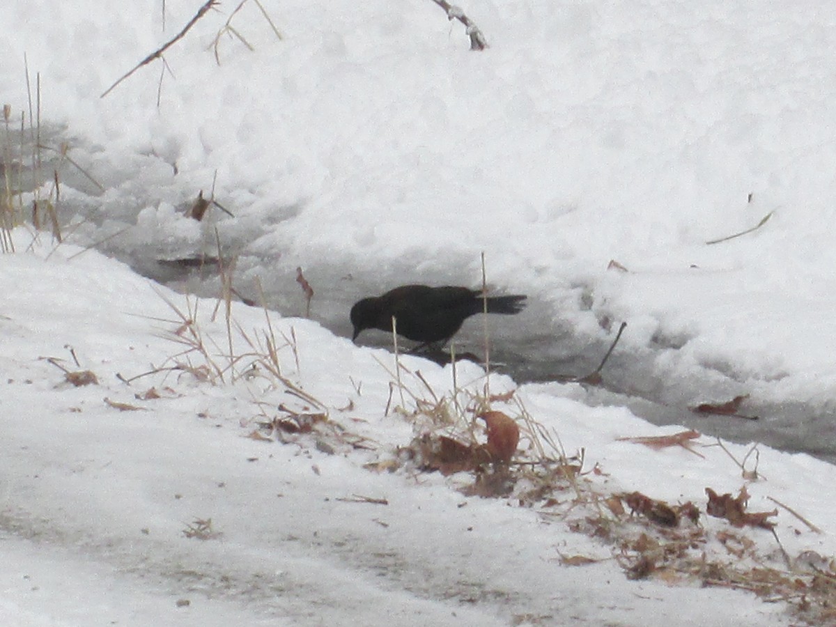 Rusty Blackbird - ML78323051