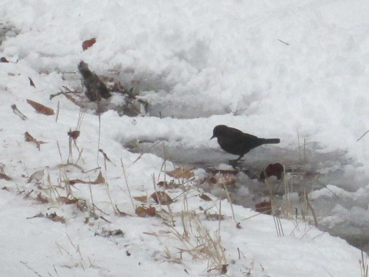 Rusty Blackbird - ML78323221