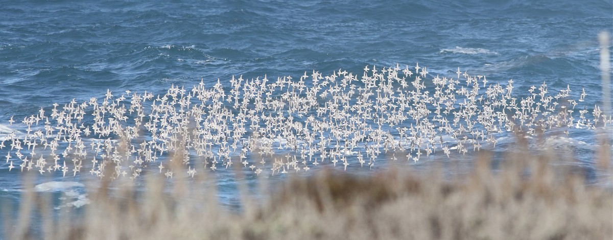 Sanderling - ML78327211