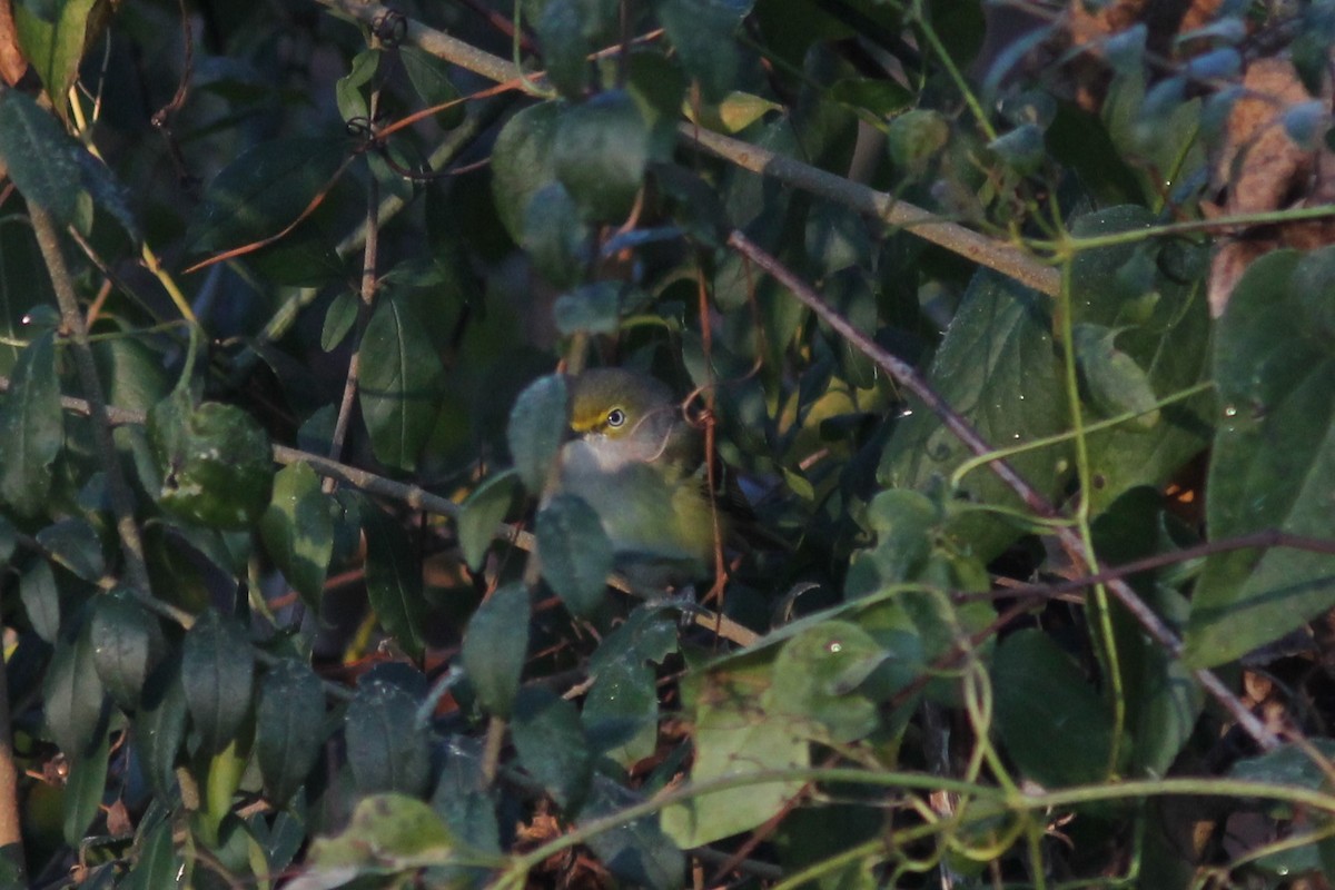 White-eyed Vireo - ML78327951