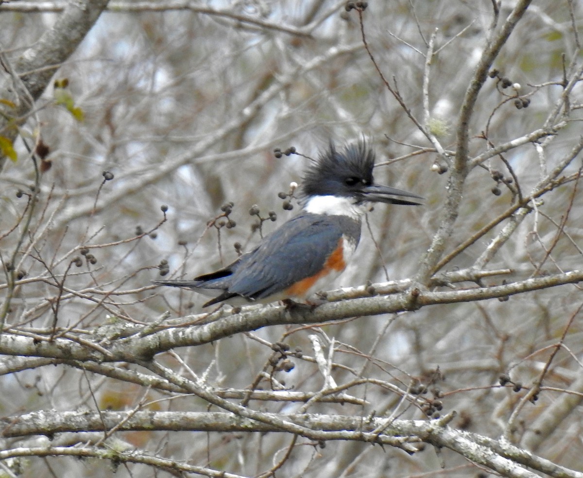 Belted Kingfisher - ML78330771