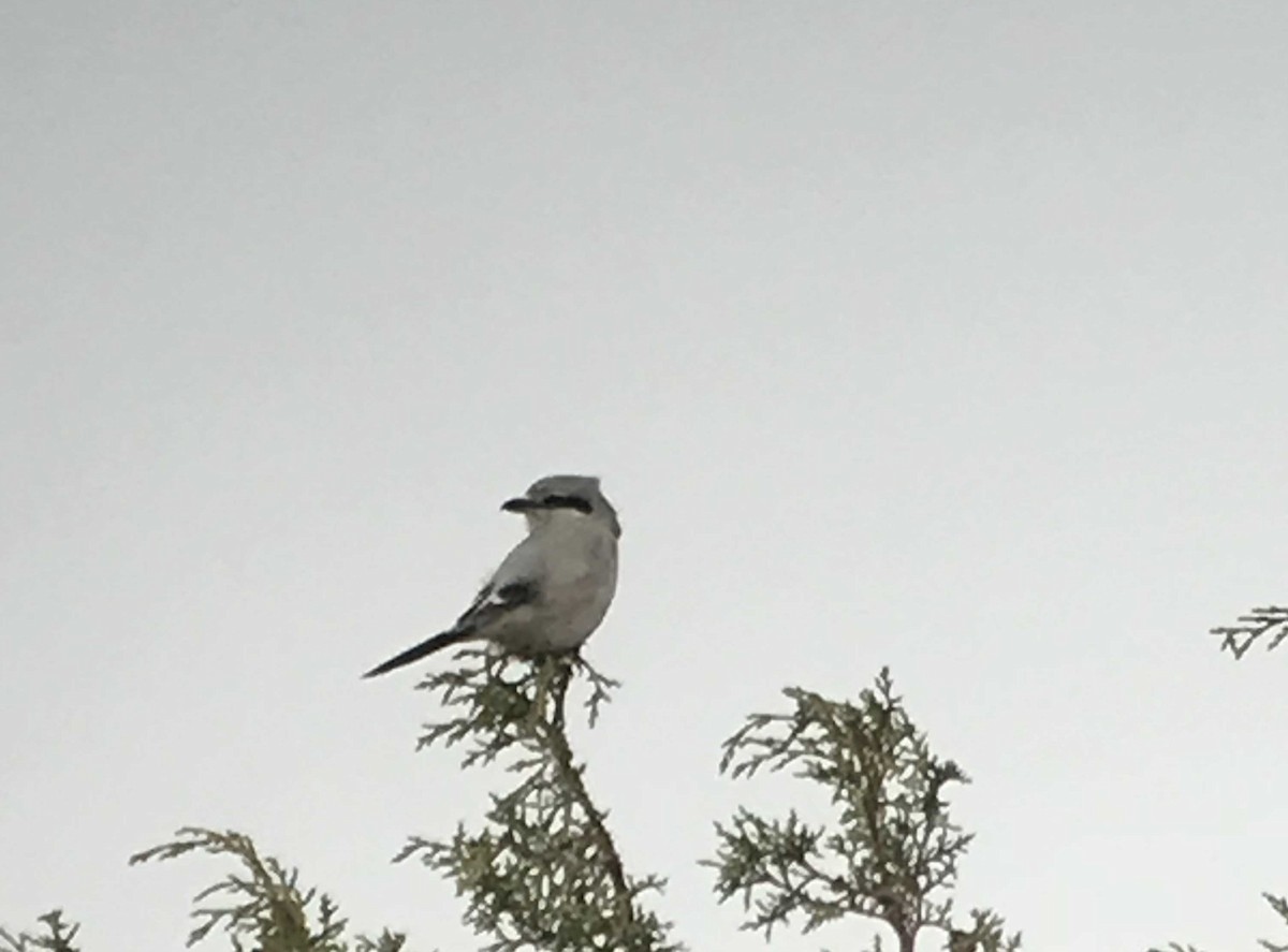Pie-grièche boréale - ML78331701