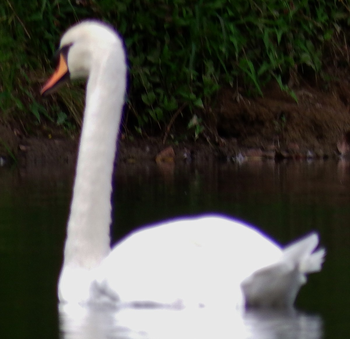 Mute Swan - ML78332301