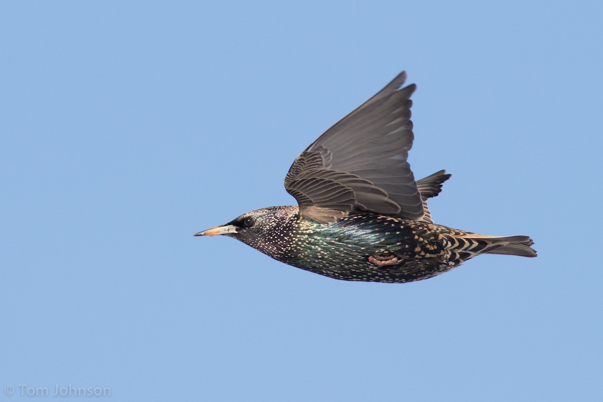 European Starling - Tom Johnson