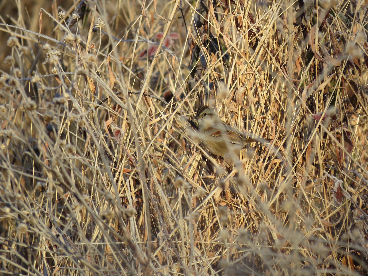 Swamp Sparrow - ML78333401