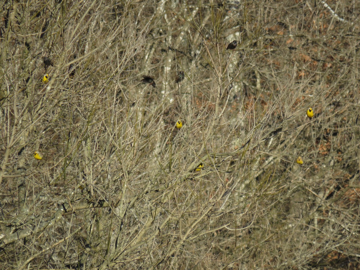 Eastern Meadowlark (Eastern) - ML78333471