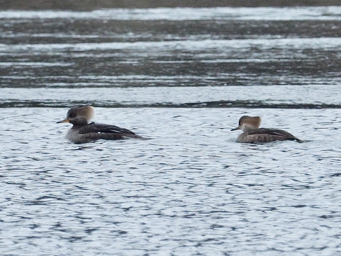 Hooded Merganser - ML78335771