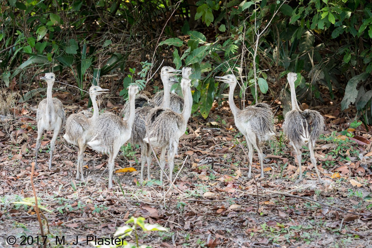 Greater Rhea - ML78337261