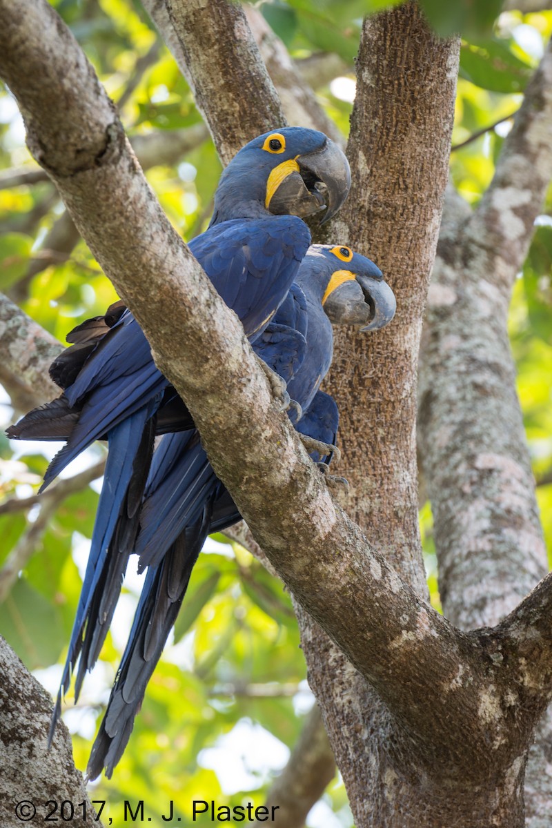 Hyacinth Macaw - Michael Plaster