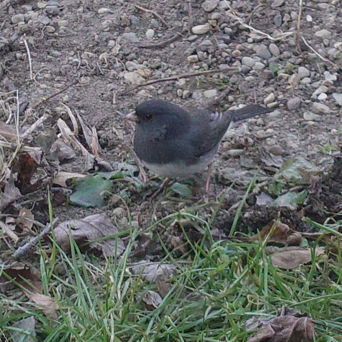 Dark-eyed Junco (Slate-colored) - ML78339111