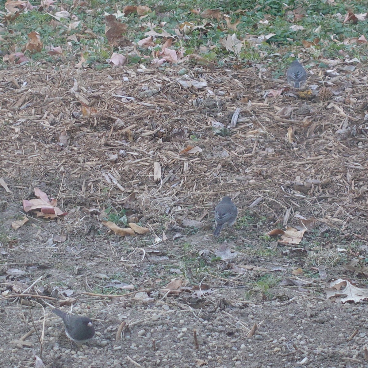 Dark-eyed Junco (Slate-colored) - ML78339121