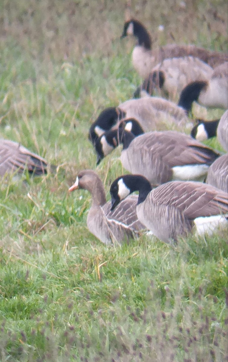 Greater White-fronted Goose - Russ Koppendrayer