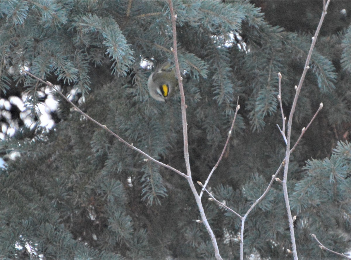 Golden-crowned Kinglet - ML78340711