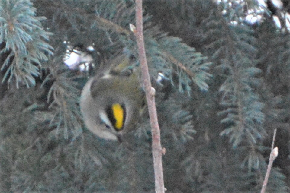 Golden-crowned Kinglet - ML78341261