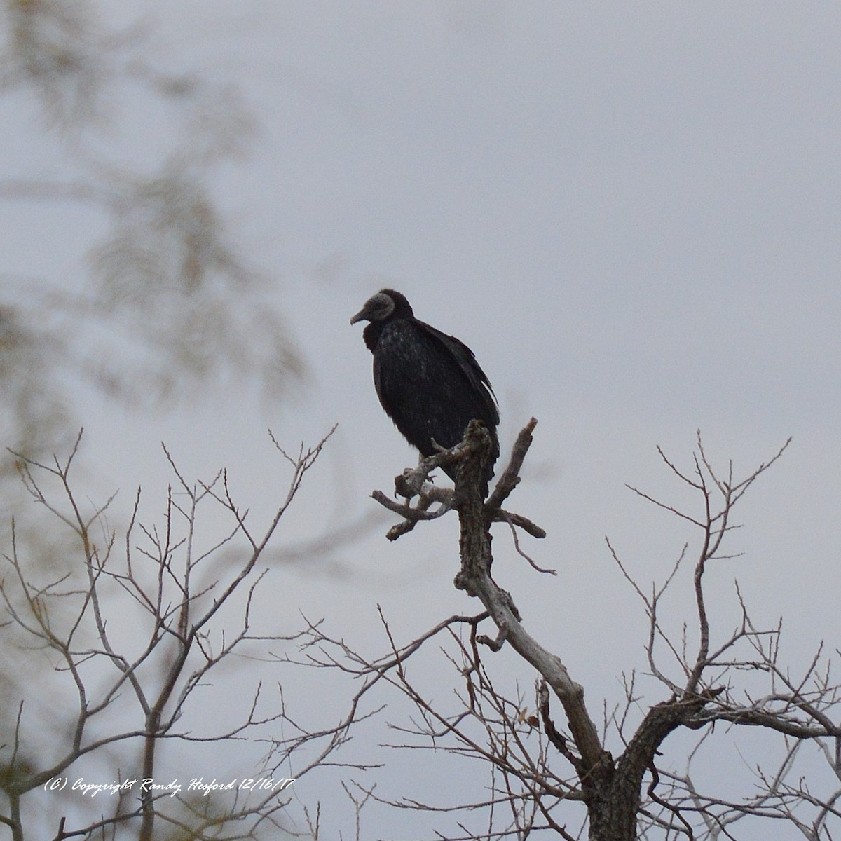 Black Vulture - ML78344561