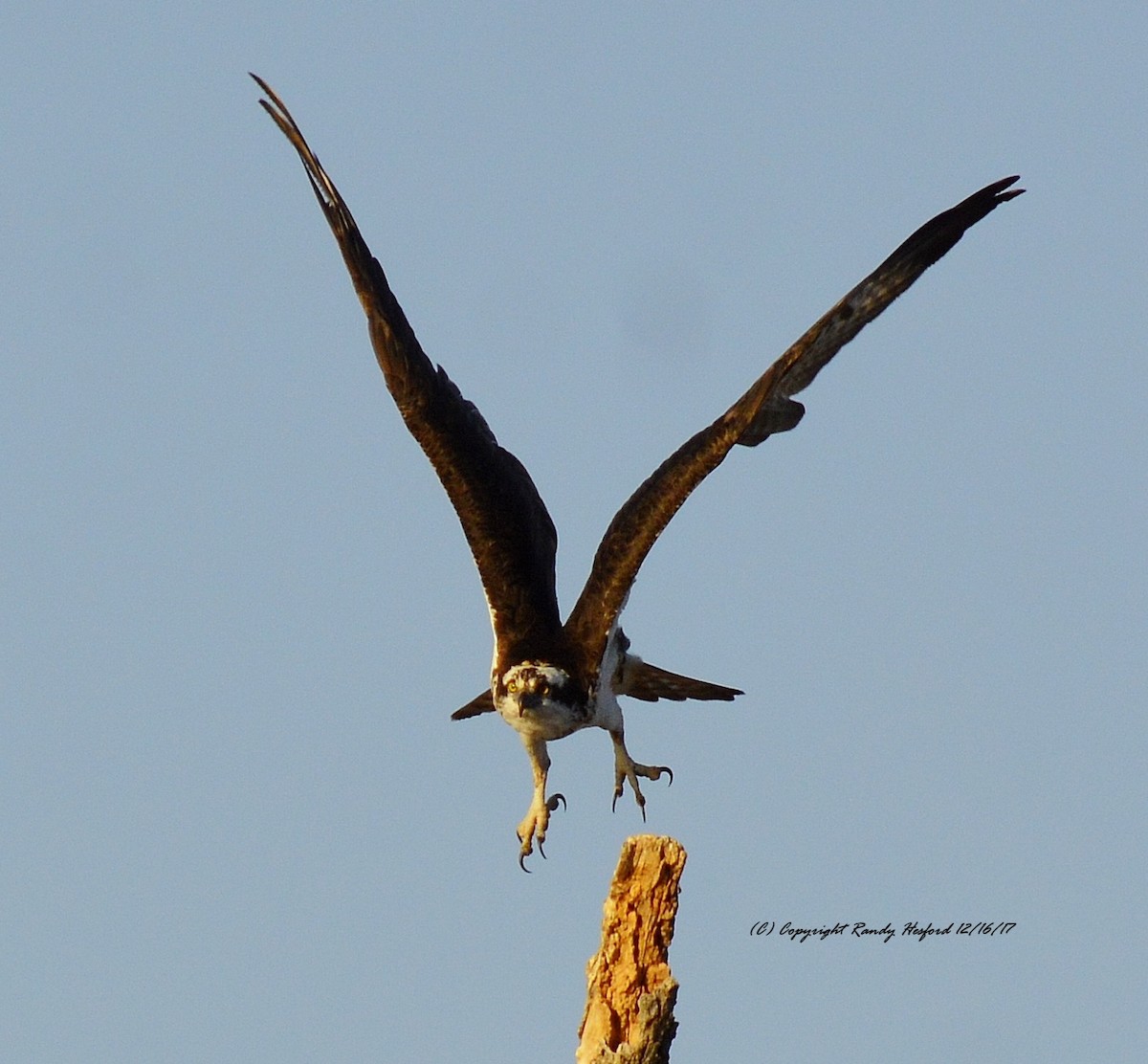 Osprey - Randy Hesford