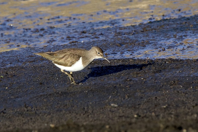 Common Sandpiper - ML78344691