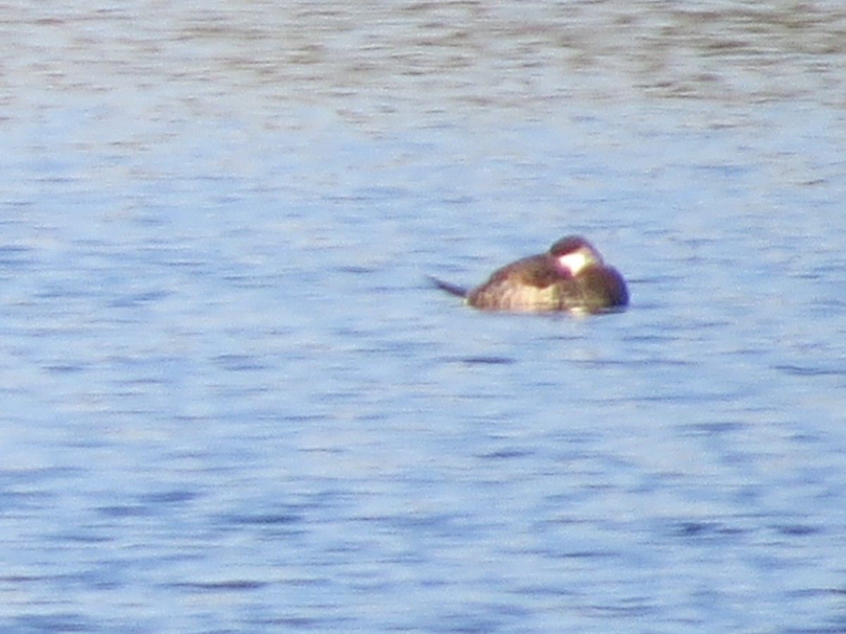 Ruddy Duck - ML78344901