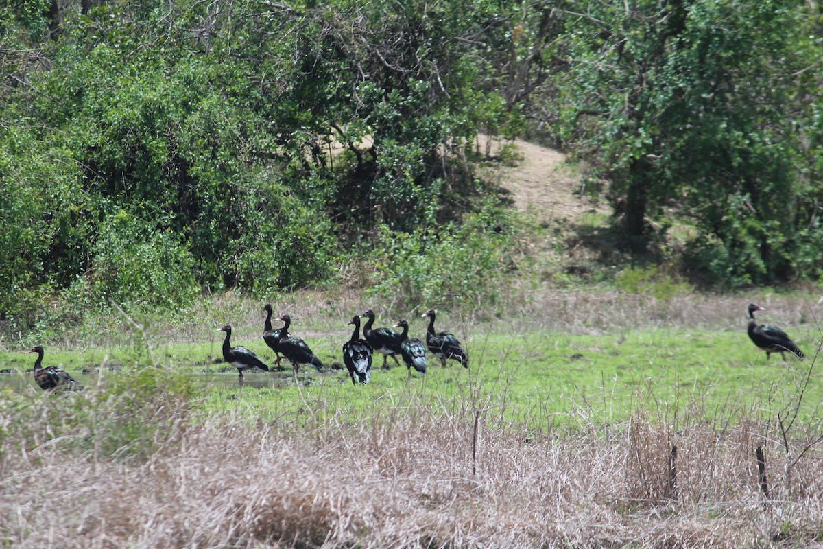 Spur-winged Goose - ML78345271