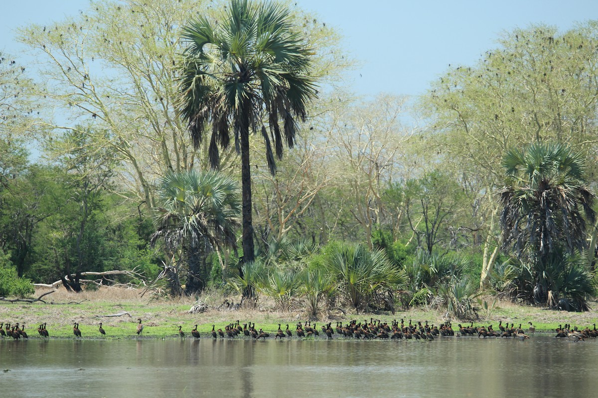 White-faced Whistling-Duck - ML78346831