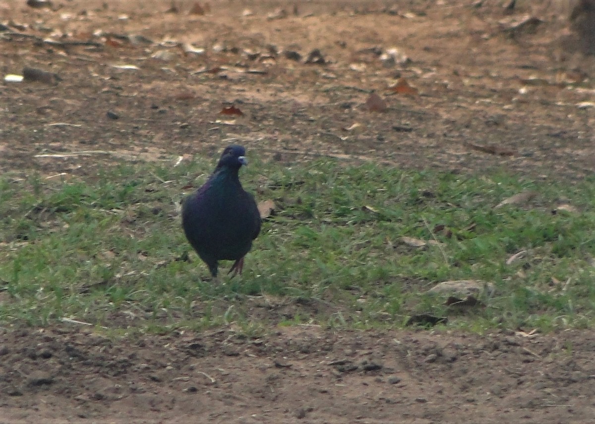 Rock Pigeon (Feral Pigeon) - Carlos Otávio Gussoni