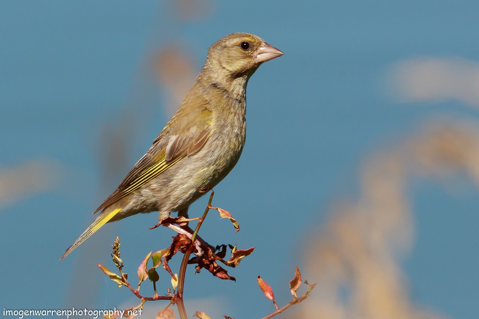 European Greenfinch - ML78352321