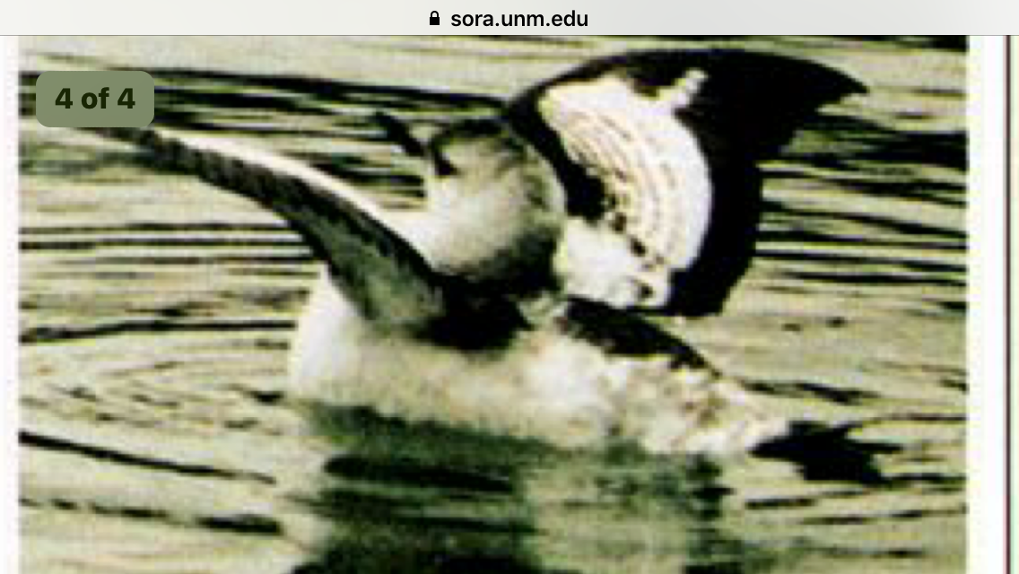 Black Guillemot (mandtii) - ML78352701