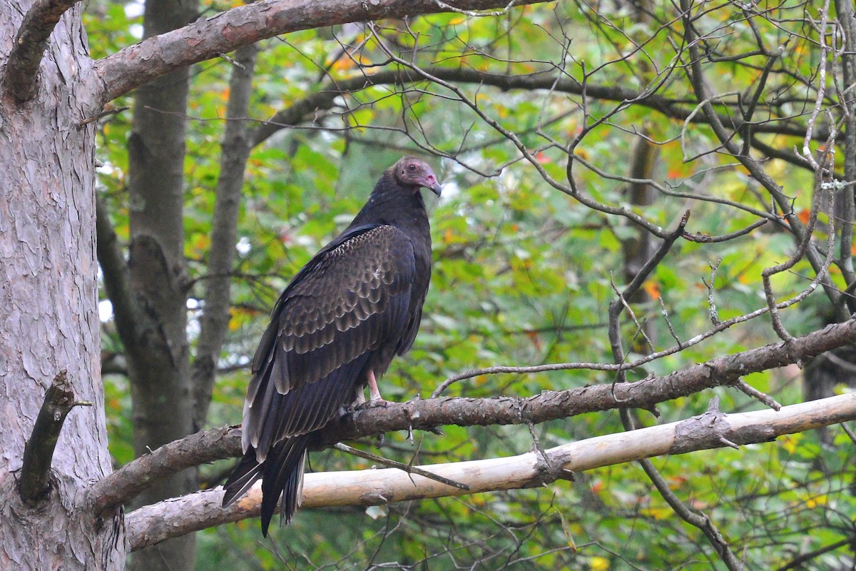 Turkey Vulture - George Chiu