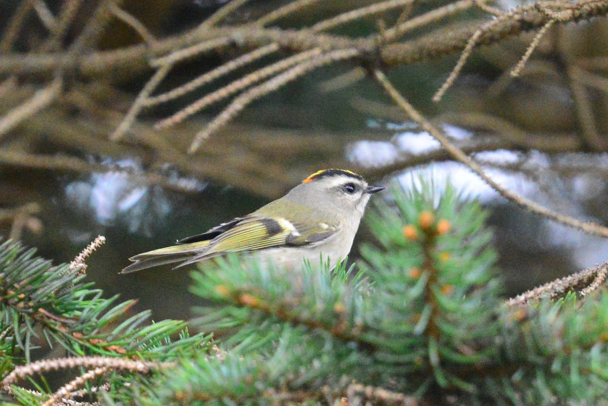 Golden-crowned Kinglet - George Chiu