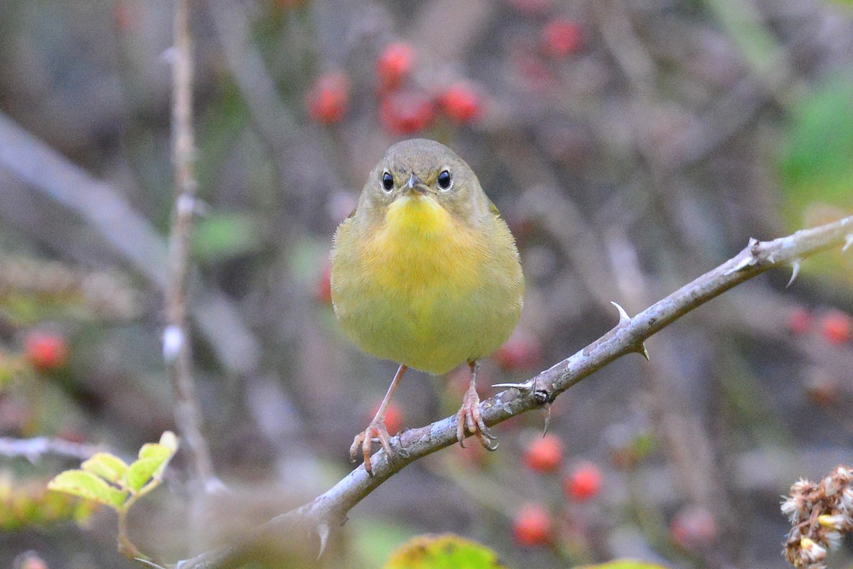 Common Yellowthroat - ML78353051