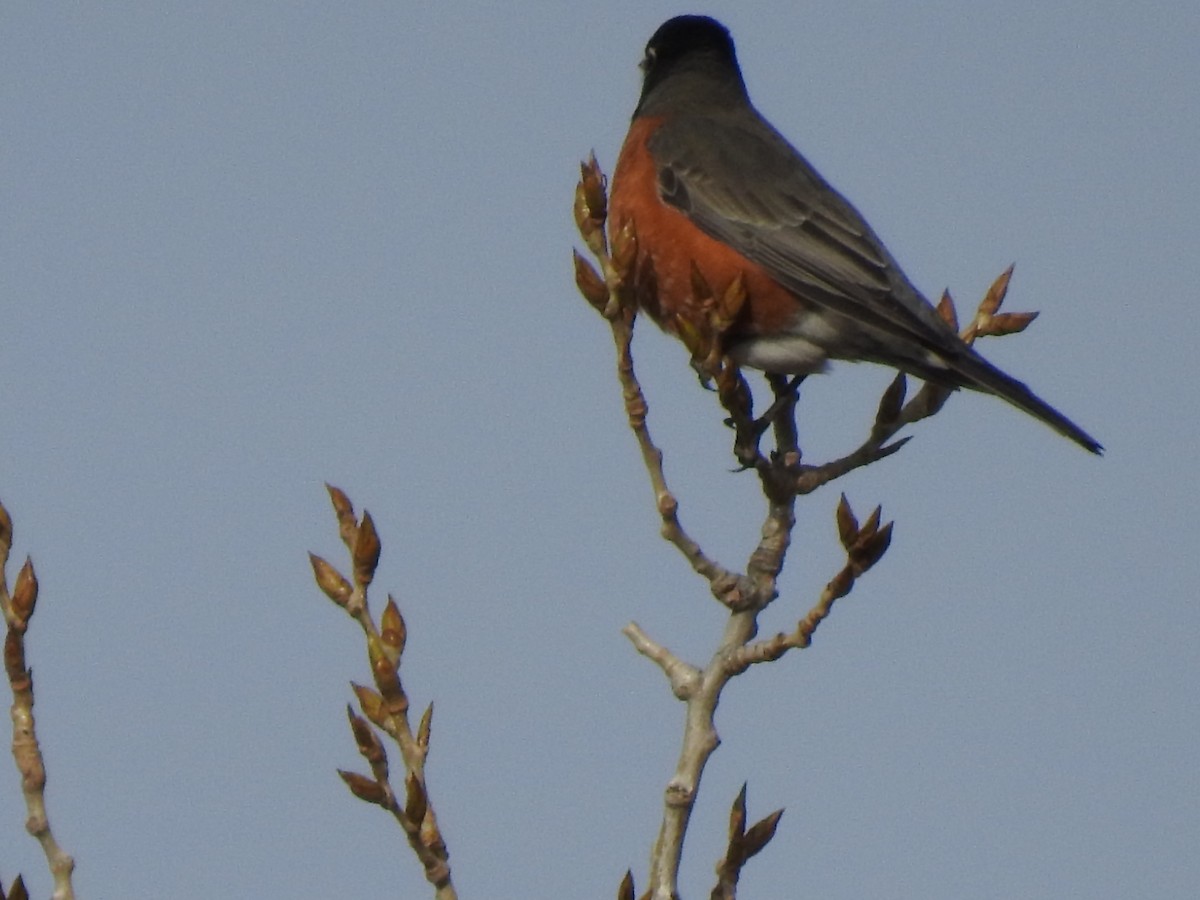 American Robin - ML78353791