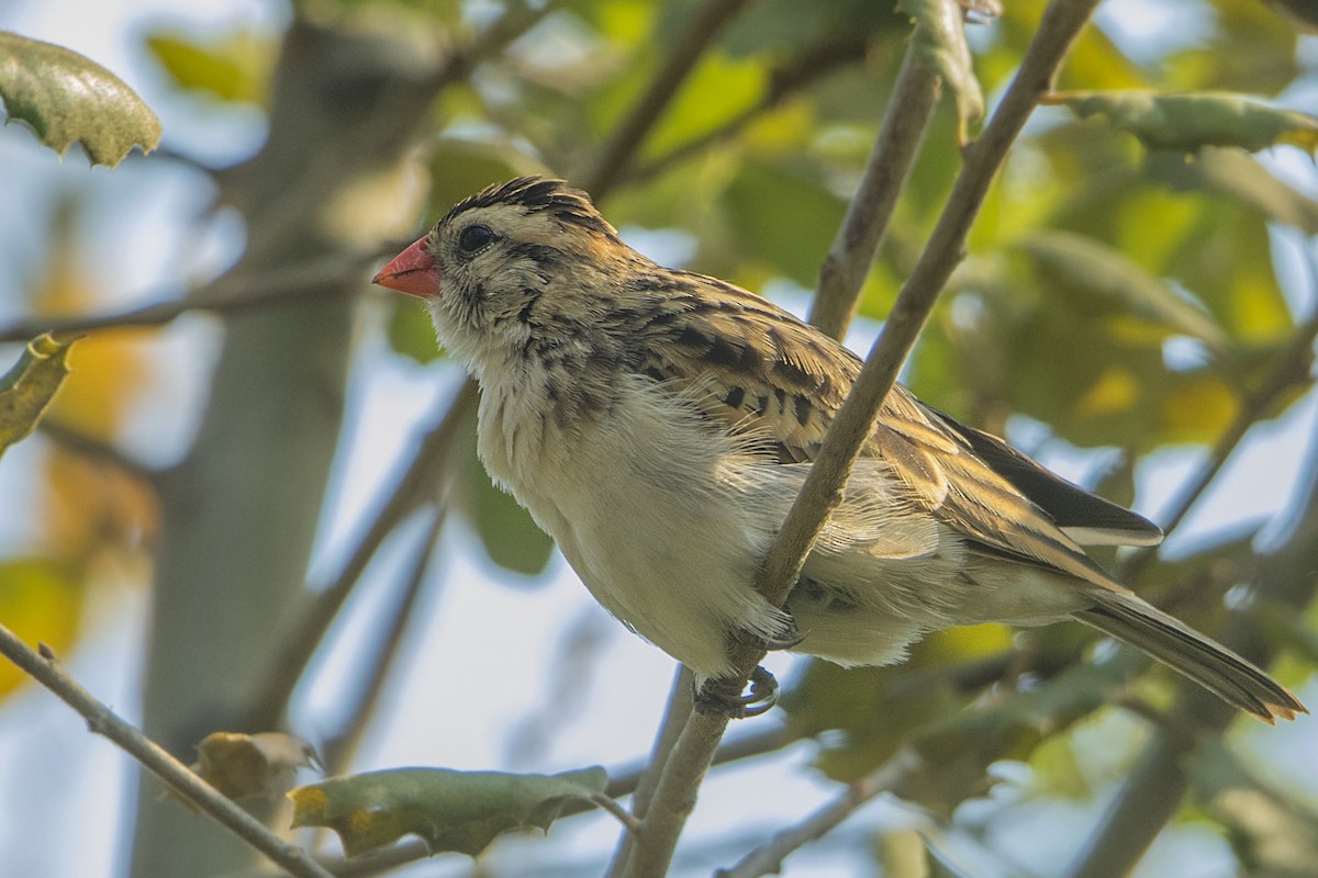 Pin-tailed Whydah - ML78360651