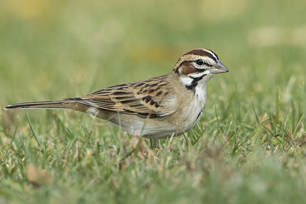 Lark Sparrow - ML78360721