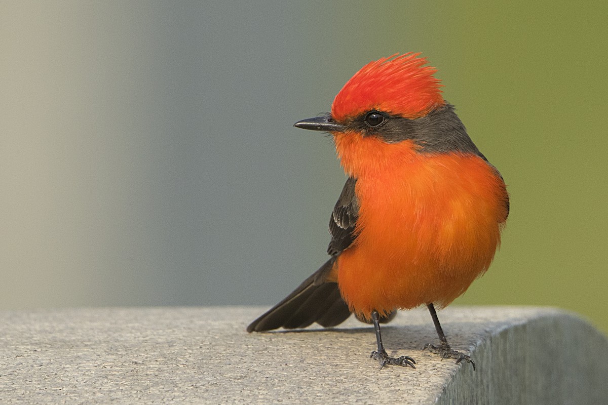 Vermilion Flycatcher - Bradley Hacker 🦜