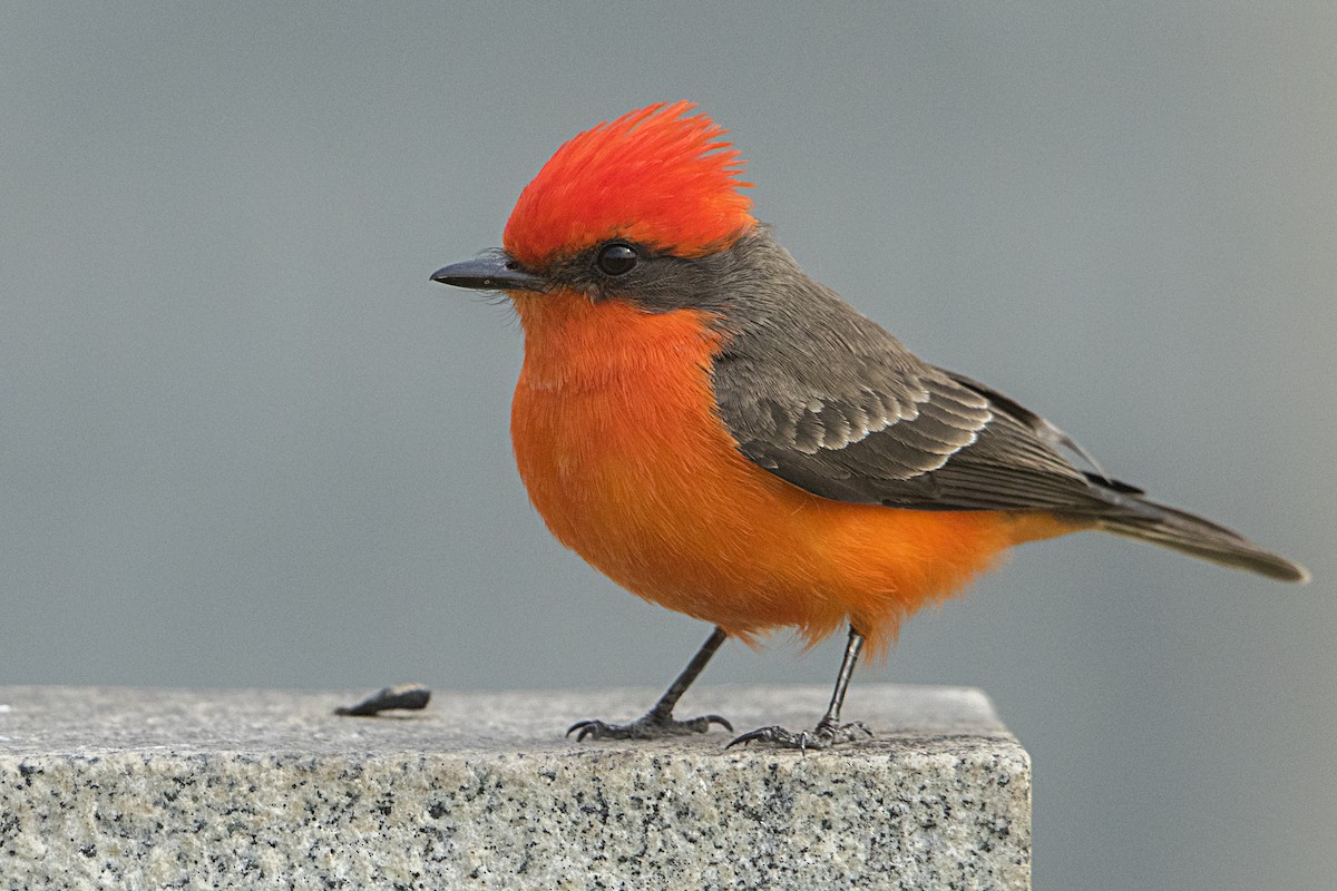 Vermilion Flycatcher - Bradley Hacker 🦜